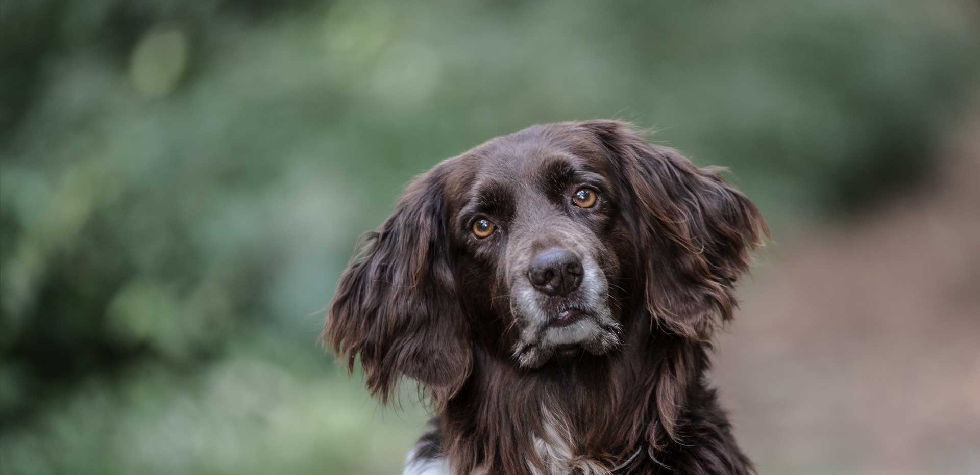 Ein brauner Spaniel schaut in die Kamera