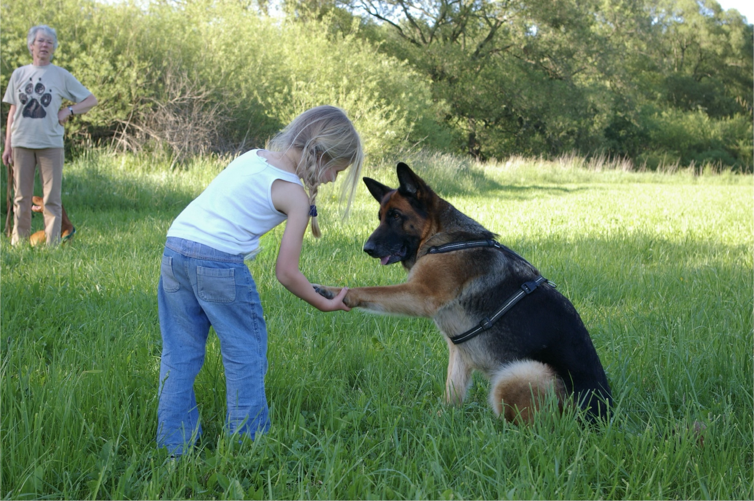 Robin gibt dem Schäferhund Timba im Feltmann-Brustgeschirr die Hand, er reicht ihr die Pfote