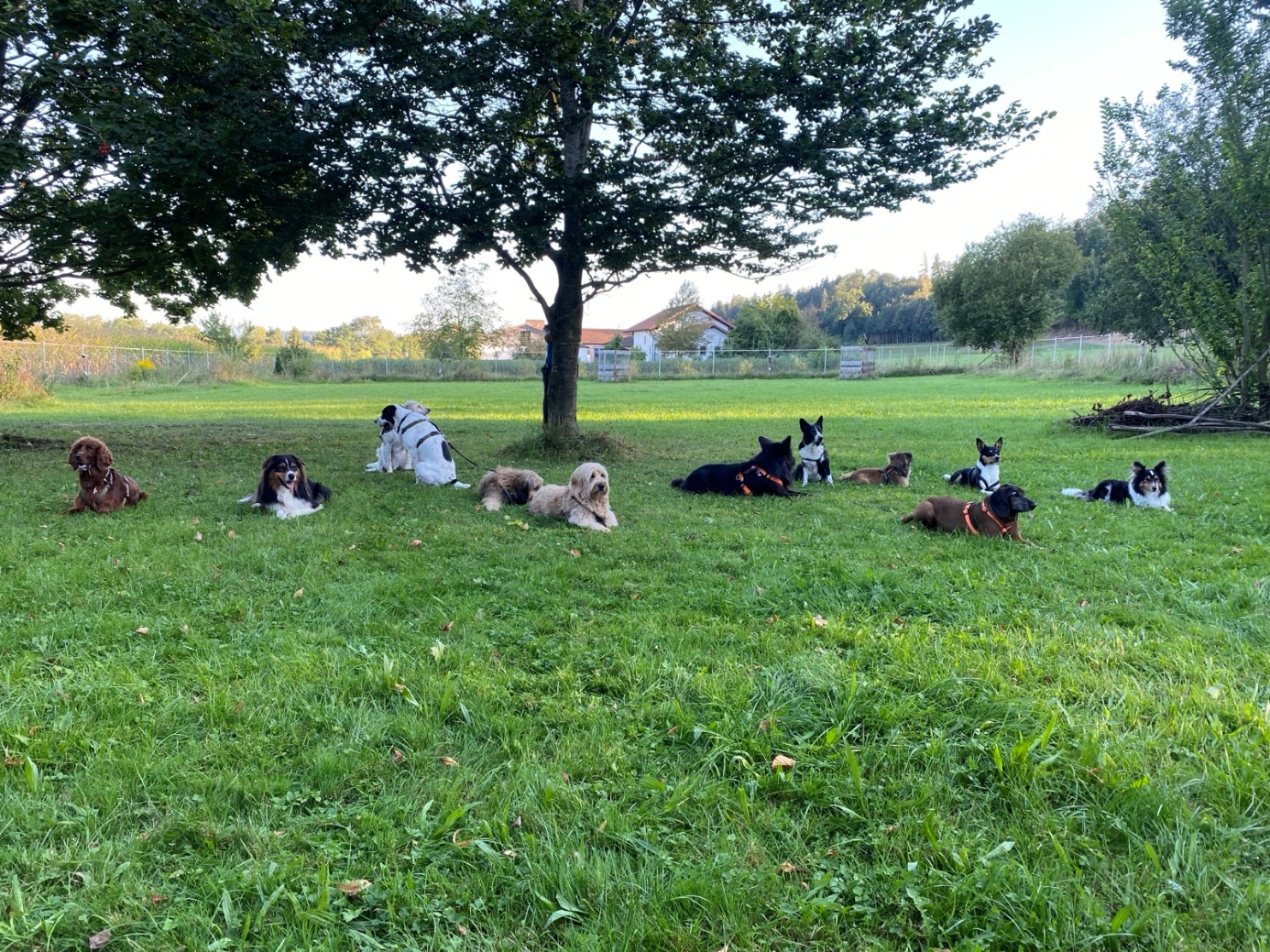 Eine Gruppe Hunde liegt ruhig auf einer Wiese unter einem Baum